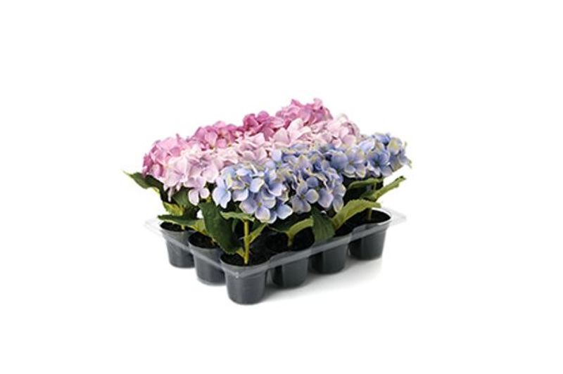 MR Plant Hortensia små
