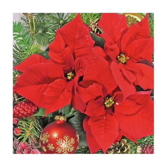 Hovedbilde Lunsj servietter red poinsettia