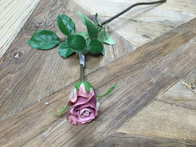 Hovedbilde Mr Plant  Rose Små