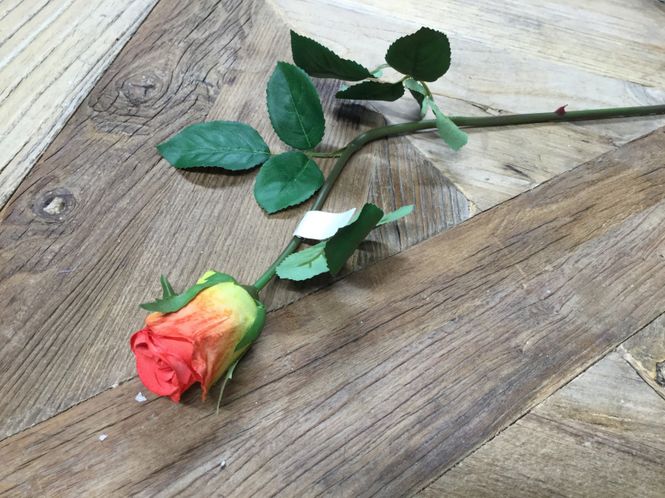 Hovedbilde Mr Plant  Rose Små Orange