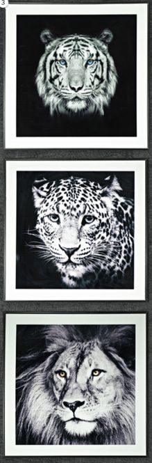 Hovedbilde Bilde Leopard