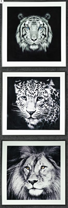 Bilde Leopard